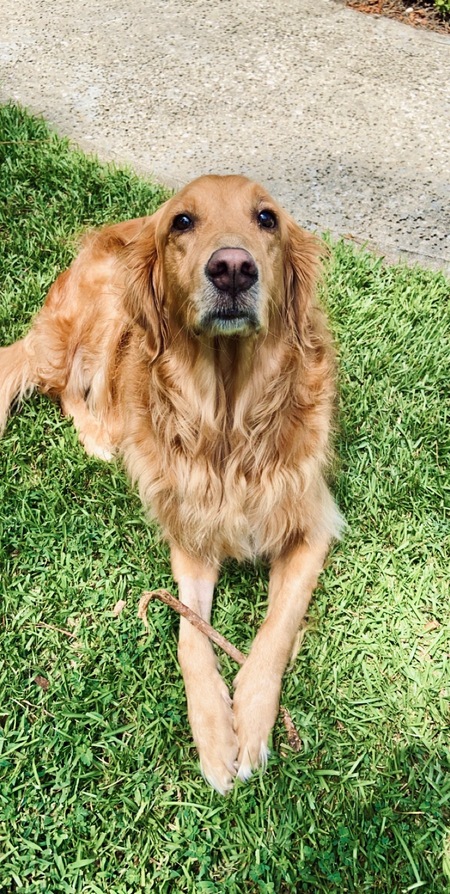 Entry image for Carabelli. Clicking this image will show a larger photo