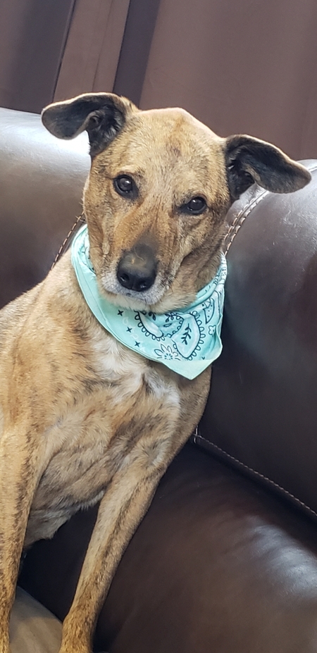 Entry image for Bo . Clicking this image will show a larger photo