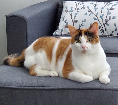 Entry image for Mister Kitty. Clicking this image will show a larger photo