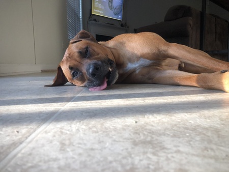 Entry image for Bodhi. Clicking this image will show a larger photo