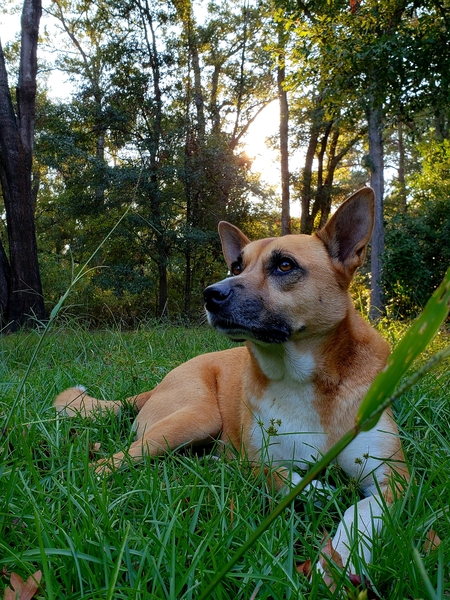 Entry image for Cricket. Clicking this image will show a larger photo