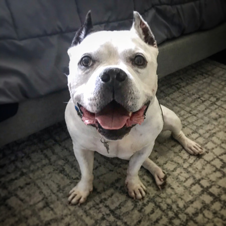 Entry image for Mr. Beefy. Clicking this image will show a larger photo