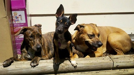 Entry image for Swipper. Clicking this image will show a larger photo