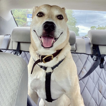 Entry image for Winston. Clicking this image will show a larger photo