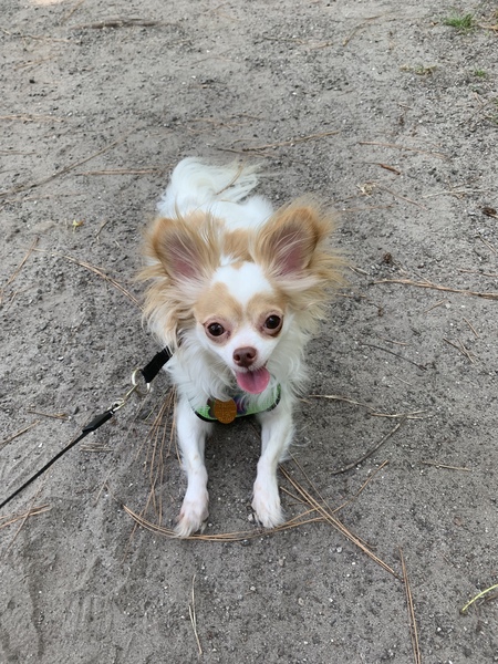 Entry image for Murphy . Clicking this image will show a larger photo