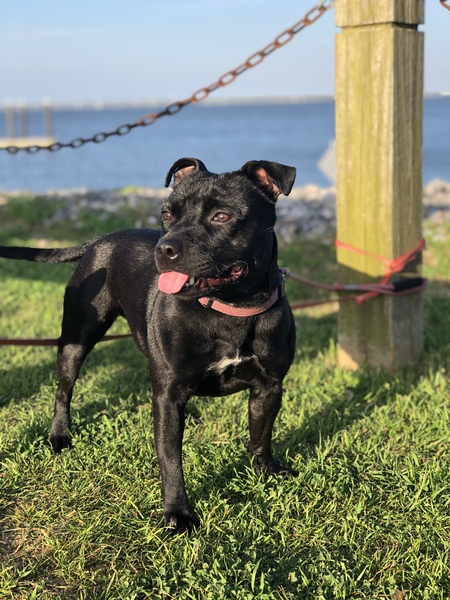 Entry image for Porkchop. Clicking this image will show a larger photo