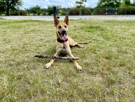 Entry image for Hawkeye. Clicking this image will show a larger photo