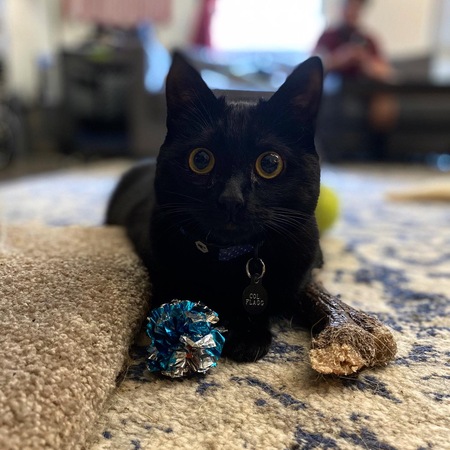 Entry image for Colonel Flagg. Clicking this image will show a larger photo