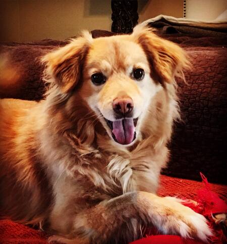 Entry image for Penny. Clicking this image will show a larger photo