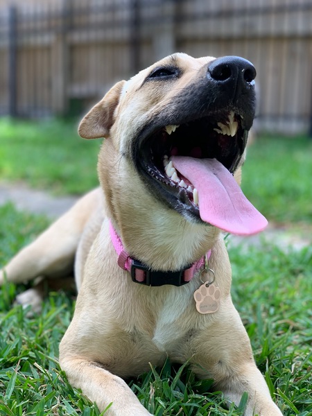 Entry image for Annie. Clicking this image will show a larger photo