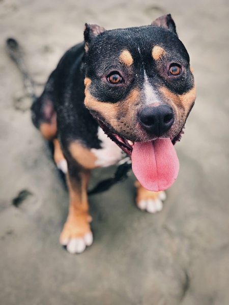 Entry image for Sadie Mae. Clicking this image will show a larger photo