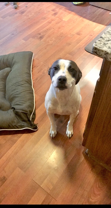 Entry image for Lennie. Clicking this image will show a larger photo