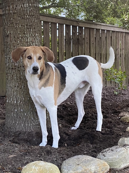 Entry image for Roscoe. Clicking this image will show a larger photo