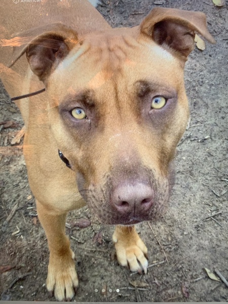 Entry image for Bella. Clicking this image will show a larger photo