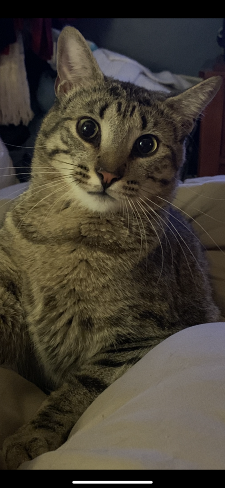 Entry image for Bubba. Clicking this image will show a larger photo