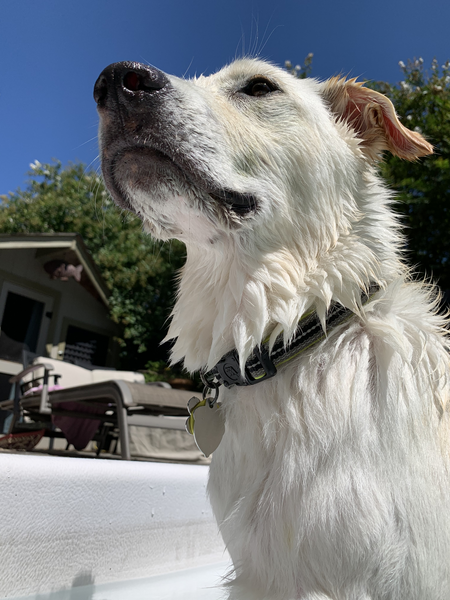 Entry image for GiGi. Clicking this image will show a larger photo