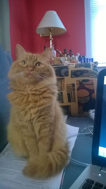 Entry image for Leeloo. Clicking this image will show a larger photo