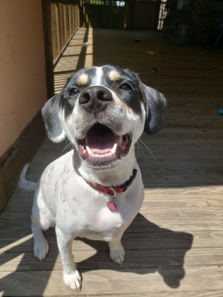 Entry image for Cali. Clicking this image will show a larger photo