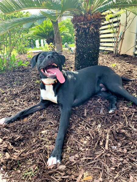 Entry image for Henry. Clicking this image will show a larger photo