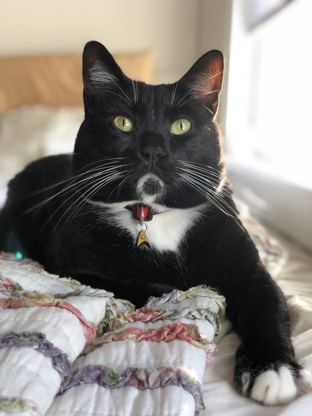 Entry image for Mowmow. Clicking this image will show a larger photo