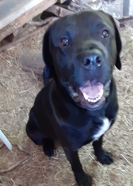 Entry image for Otis. Clicking this image will show a larger photo