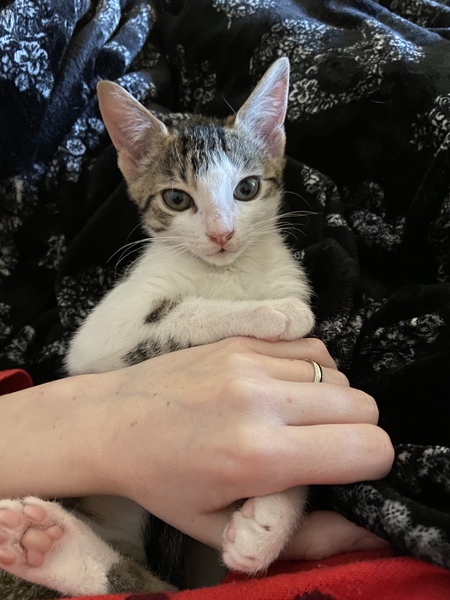 Entry image for Monty . Clicking this image will show a larger photo