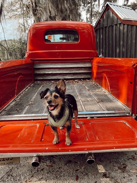 Entry image for Bear. Clicking this image will show a larger photo