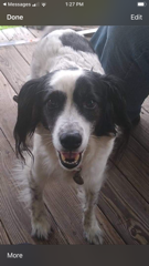 Entry image for Sampson. Clicking this image will show a larger photo