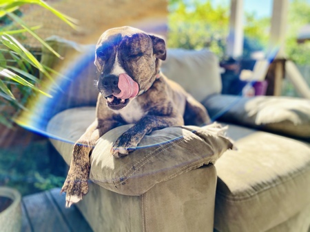 Entry image for Lily. Clicking this image will show a larger photo