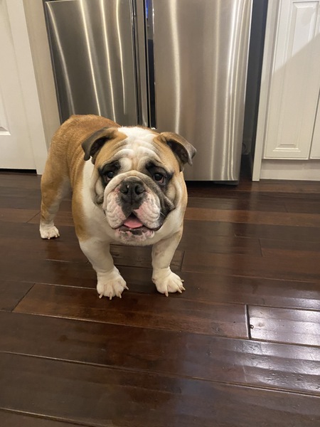 Entry image for ZORRO. Clicking this image will show a larger photo