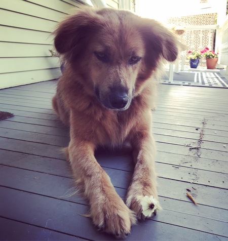 Entry image for Katie Scarlett . Clicking this image will show a larger photo