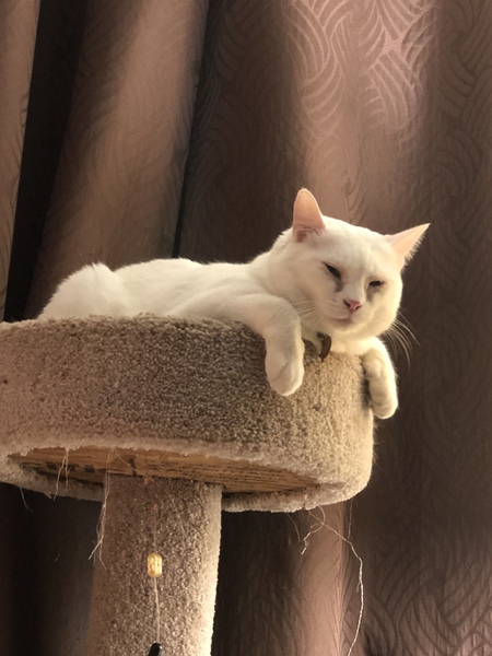 Entry image for Casper. Clicking this image will show a larger photo