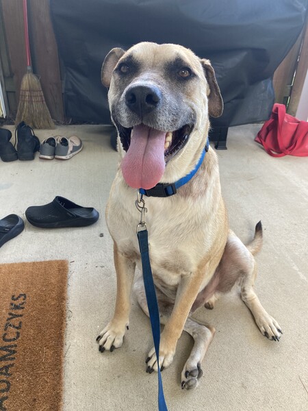 Entry image for Gunner. Clicking this image will show a larger photo