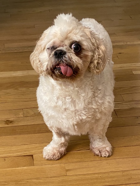 Entry image for Bogey. Clicking this image will show a larger photo