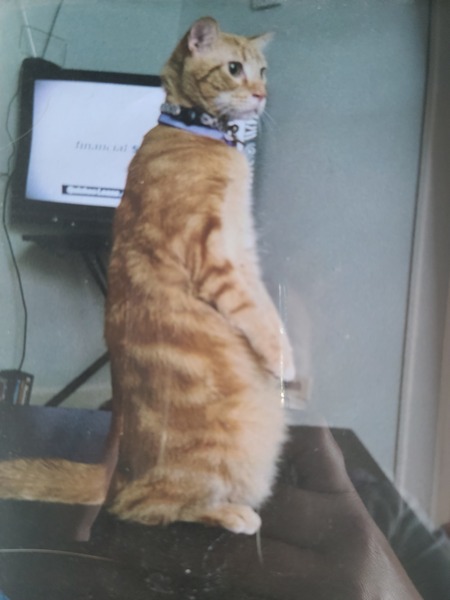 Entry image for Bosephus. Clicking this image will show a larger photo