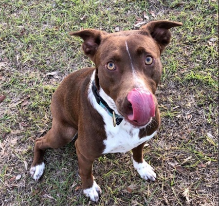 Entry image for Ravioli. Clicking this image will show a larger photo