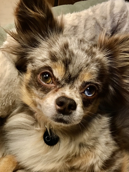 Entry image for Chip Studly Doright. Clicking this image will show a larger photo