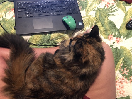 Entry image for Poppy. Clicking this image will show a larger photo