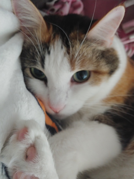 Entry image for Lilly. Clicking this image will show a larger photo