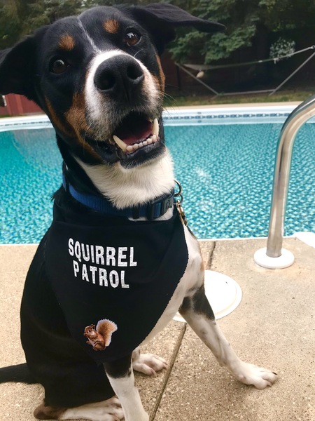 Entry image for Cooper. Clicking this image will show a larger photo