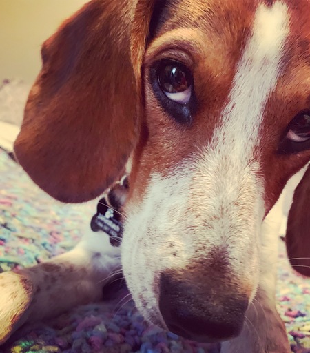 Entry image for Copper . Clicking this image will show a larger photo