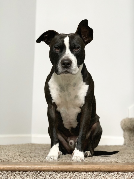 Entry image for Leo. Clicking this image will show a larger photo