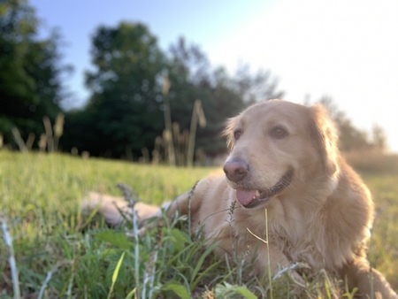 Entry image for Shelby. Clicking this image will show a larger photo