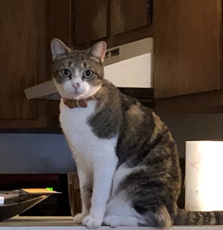 Entry image for Fido. Clicking this image will show a larger photo