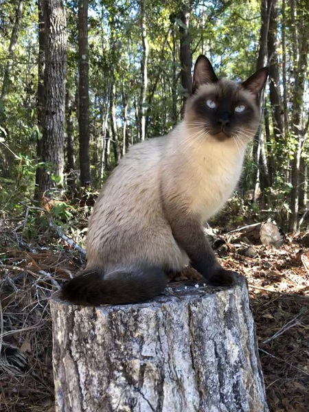 Entry image for General Cornwallis. Clicking this image will show a larger photo