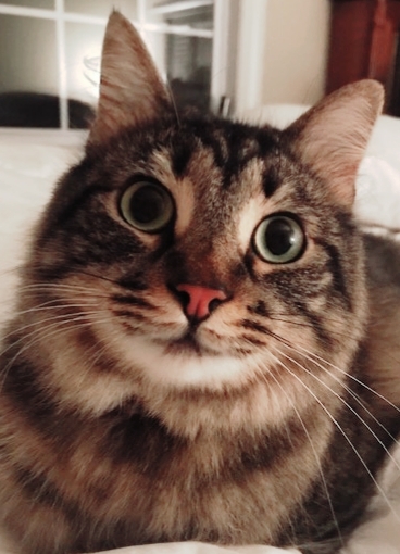 Entry image for Poe. Clicking this image will show a larger photo