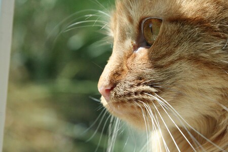 Entry image for Jefferson. Clicking this image will show a larger photo