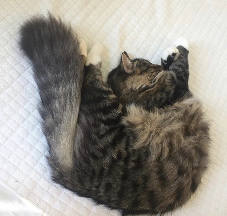 Entry image for Madison. Clicking this image will show a larger photo