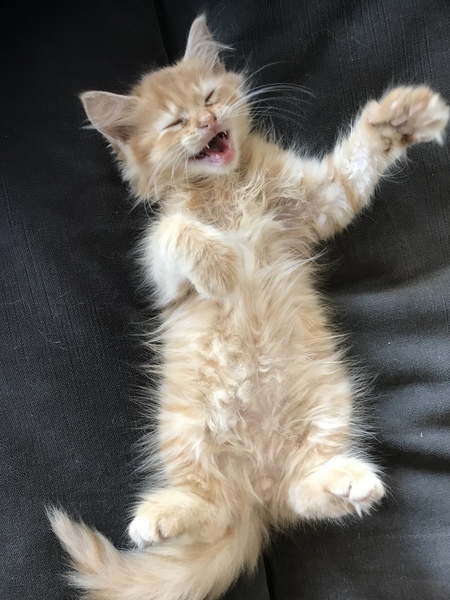 Entry image for Lafayette (Little Cheeto). Clicking this image will show a larger photo