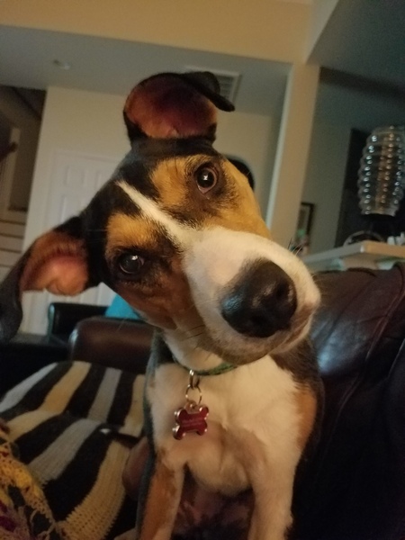 Entry image for Calamari . Clicking this image will show a larger photo